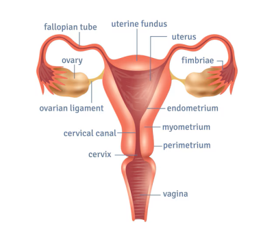 Ovulation Problems and Quality of Egg treatment in Lucknow India